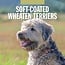 Red Robin Softcoated Wheaten Terrier Calendrier 2025