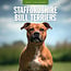 Red Robin Staffordshire Bull Terrier Calendrier 2025