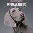 Calendario Weimaraner 2025