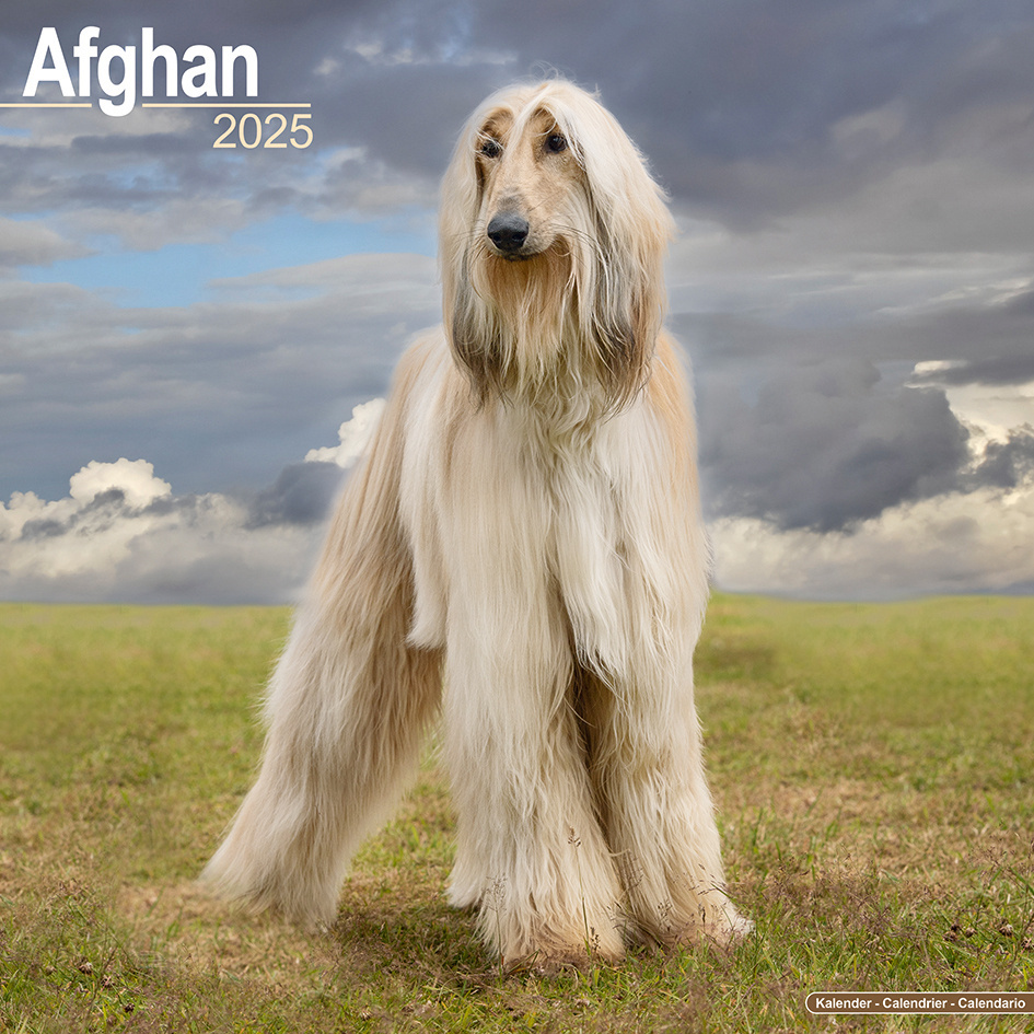 Afghan Hound calendar 2025 Order online easily