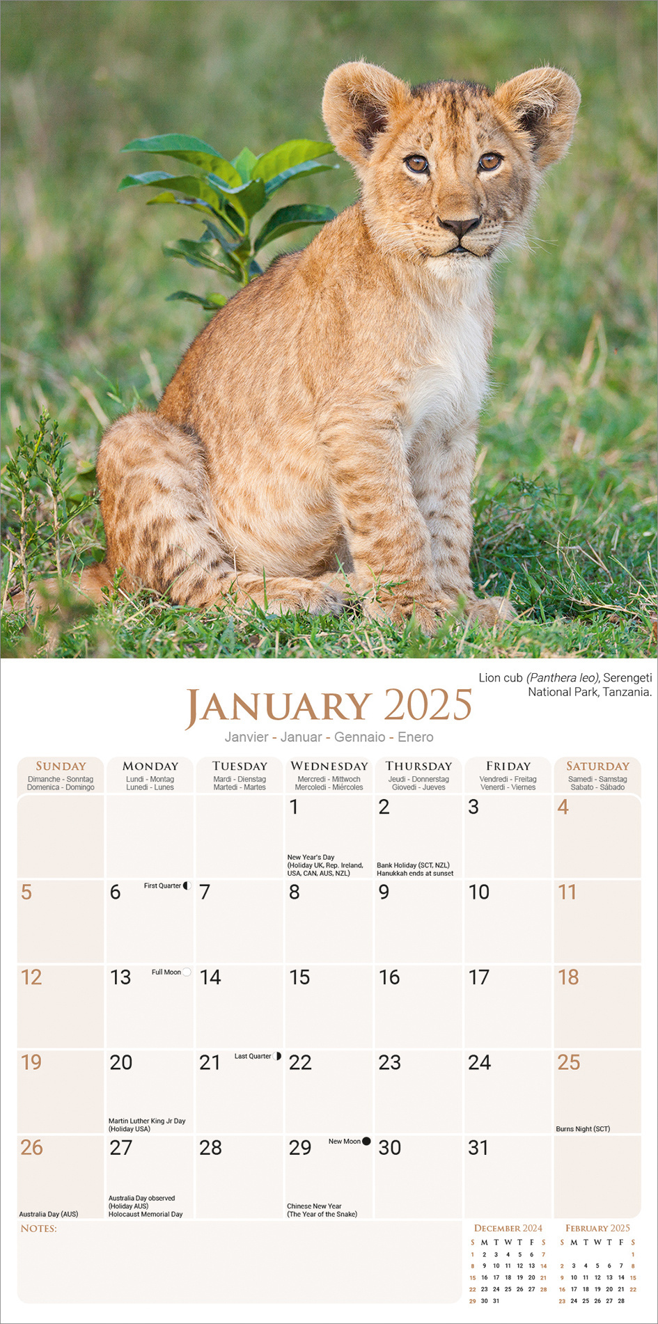 Buy African Wildlife Calendar 2025? Simply order online