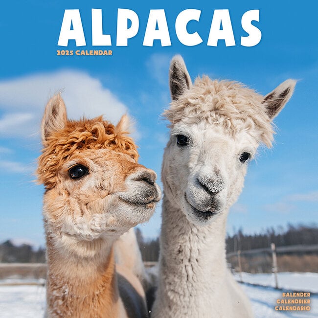 Avonside Calendario degli alpaca 2025