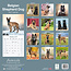 Belgian Shepherd Calendar 2025