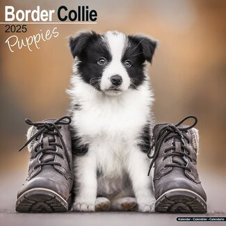 Avonside Calendrier Border Collie Chiots 2025