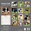 Border Collie Kalender Welpen 2025