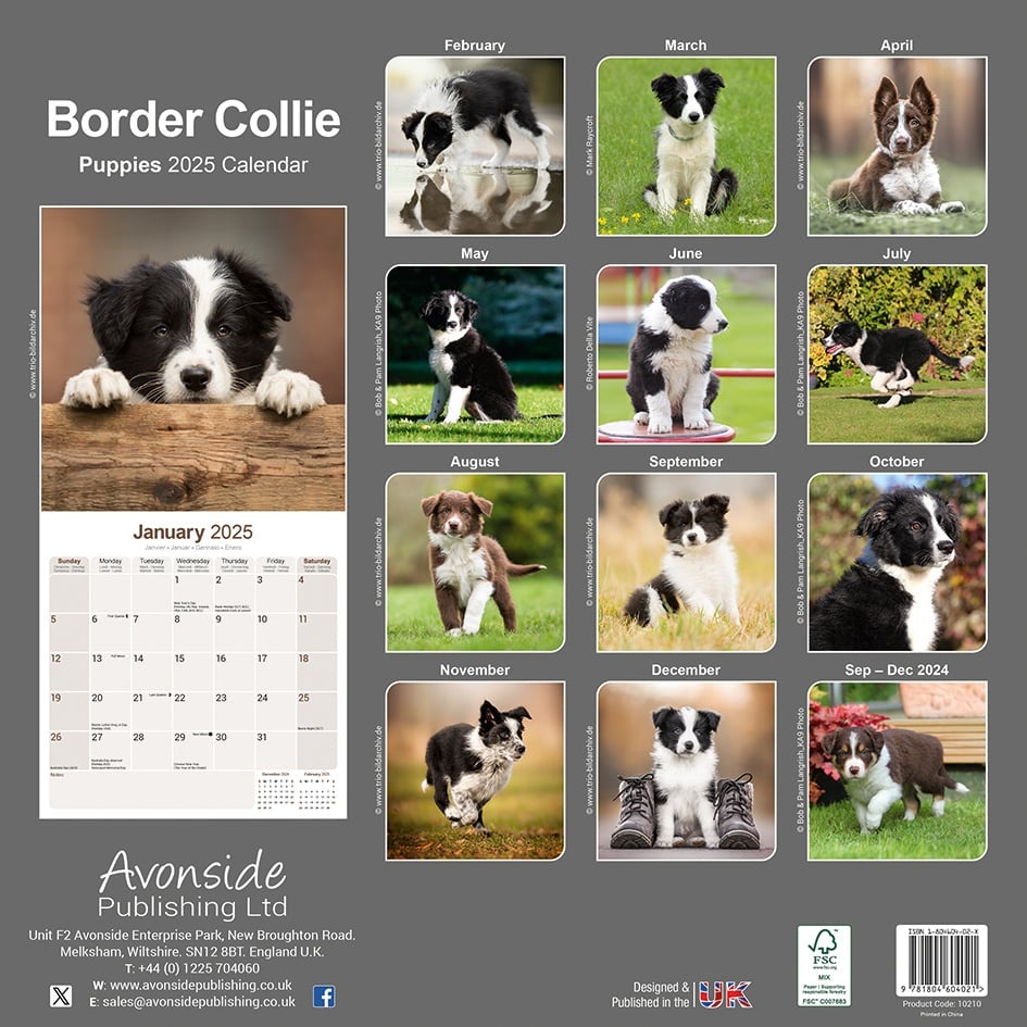 Comprar Calendario Border Collie Cachorros 2025? Simplemente haz tu