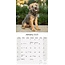 Calendario Border Terrier 2025