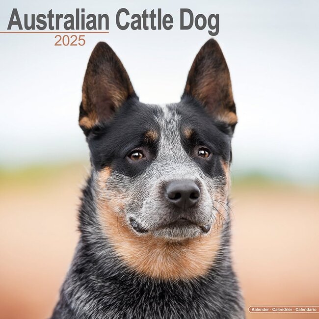 Calendario del cane bovino australiano 2025