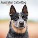 Avonside Calendario del perro boyero australiano 2025