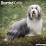 Avonside Calendario del collie barbuto 2025