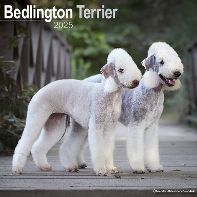 Bedlington Terrier Calendar 2025