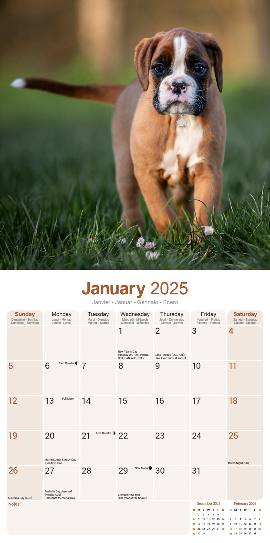 Boxer Calendar 2025 Buy with beautiful pictures of the Boxer