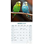 Parakeet Calendar 2025