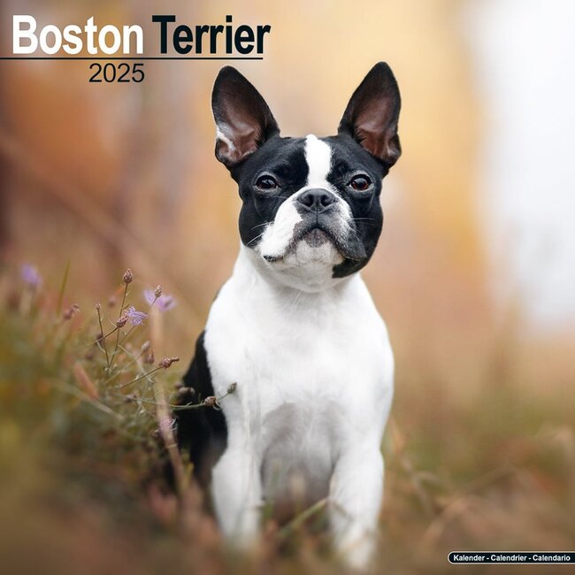 Boston Terrier Calendar 2025