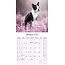 Boston Terrier Calendar 2025