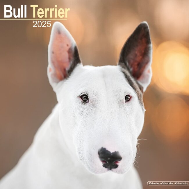 Buy Bull Terrier Calendar 2025? Order online quickly and easily English Bull Terrier Calendar 2025 Uk