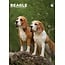 Beagle A3 Calendar 2025