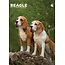 Calendrier Beagle A3 2025