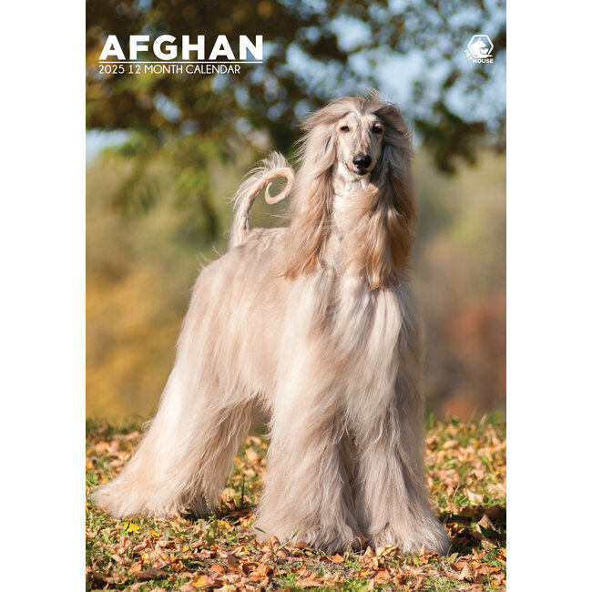 Afghan Hound A3 Calendar 2025