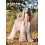 Afghan Hound A3 Calendar 2025