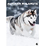 Alaskan Malamute A3 Calendar 2025