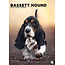 Basset Hound A3 Kalender 2025