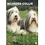 Calendario A3 Bearded Collie 2025