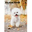 CalendarsRUs Calendario A3 Bichon Frise 2025