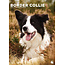 Border Collie A3 Calendar 2025