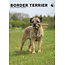 Border Terrier Calendrier A3 2025