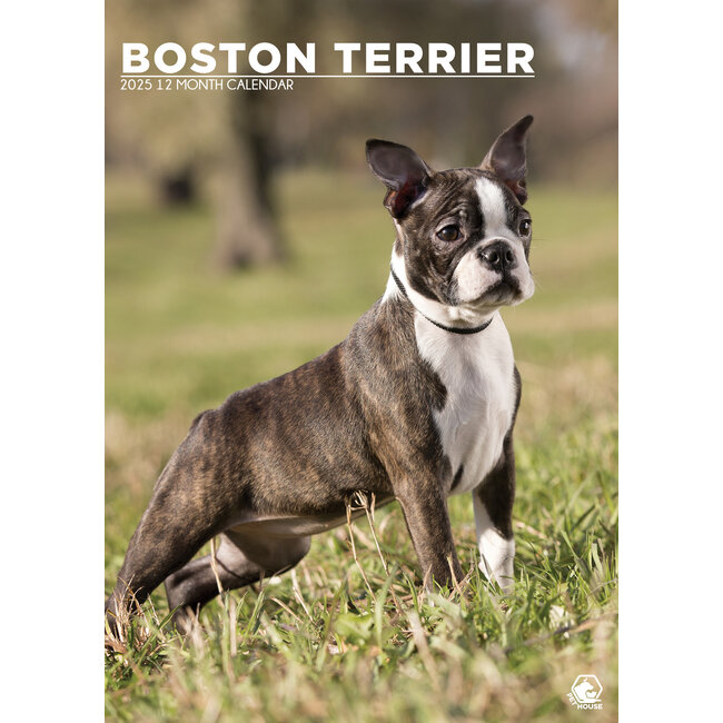 CalendarsRUs Boston Terrier A3 Kalender 2025