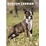 Boston Terrier A3 Calendar 2025