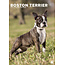 Boston Terrier A3 Kalender 2025