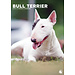 CalendarsRUs Bull Terrier Calendrier A3 2025