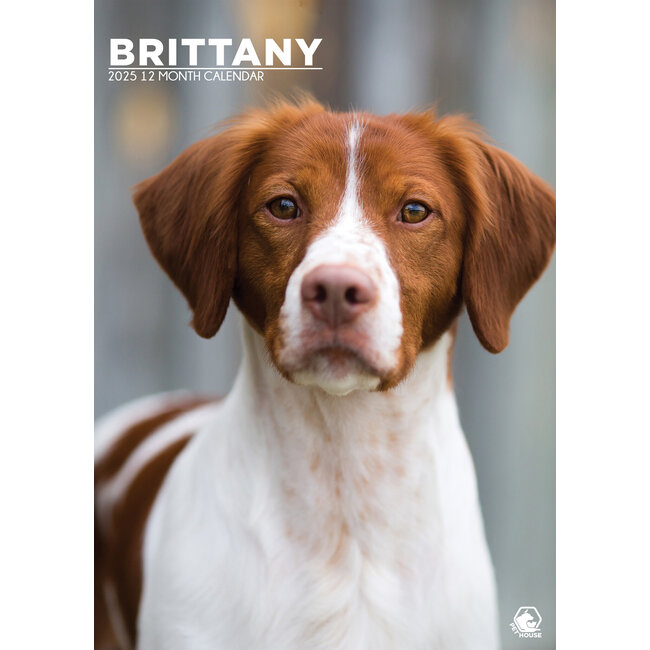 Calendario A3 Brittany Spaniel 2025