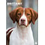 Calendario A3 Brittany Spaniel 2025