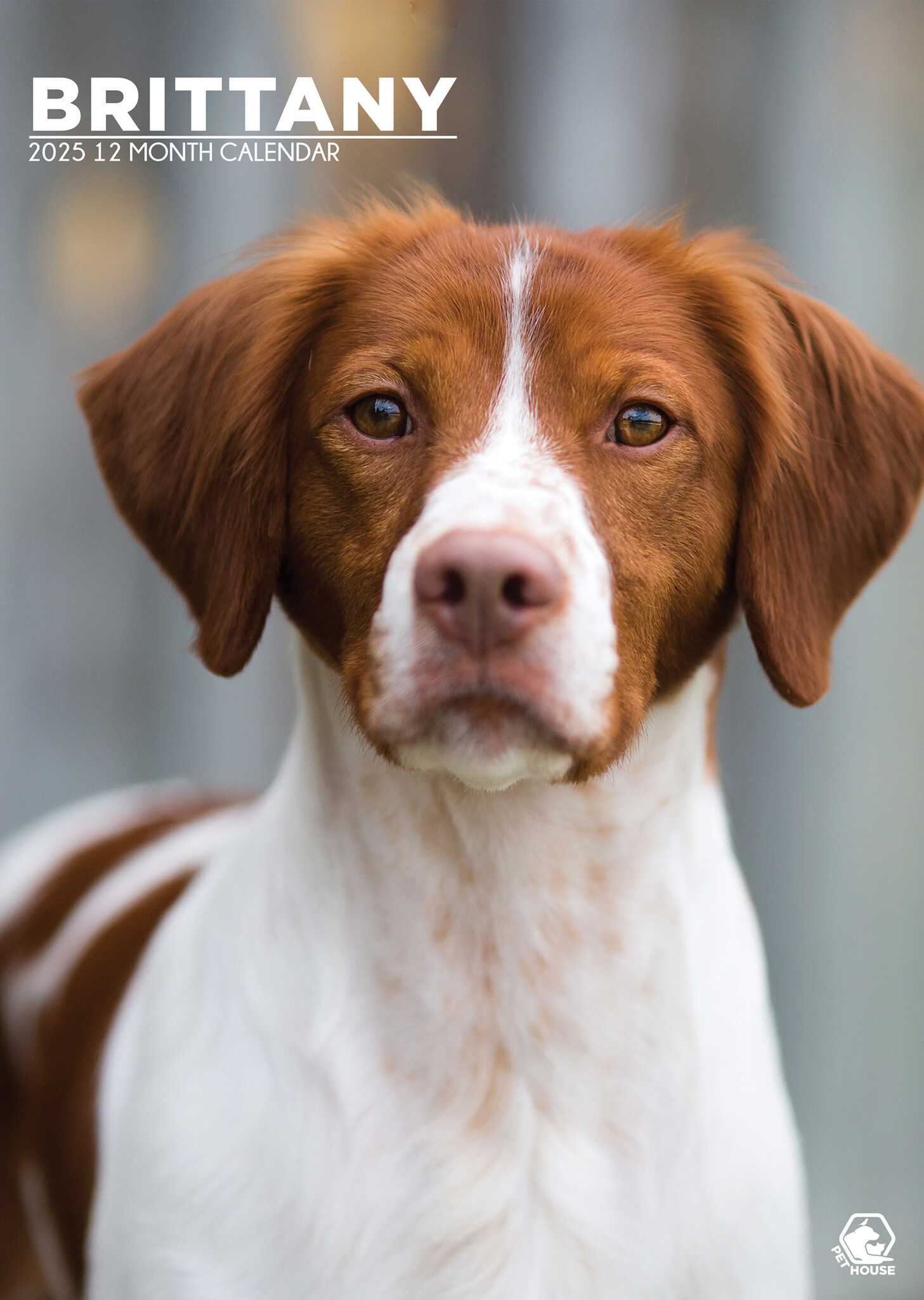 Acheter Brittany Spaniel A3 Calendar 2025 ? Commande facilement et