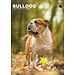 CalendarsRUs English Bulldog A3 Calendar 2025