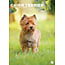 Cairn Terrier A3 Calendrier 2025