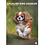 Cavalier King Charles Spaniel A3 Kalender 2025