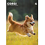 Welsh Corgi A3 Calendrier 2025