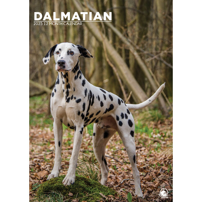 Dalmatier A3 Kalender 2025