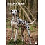 CalendarsRUs Dalmatian A3 Calendar 2025