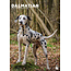 CalendarsRUs Dalmatien Calendrier A3 2025