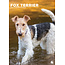 Calendario A3 Fox Terrier 2025