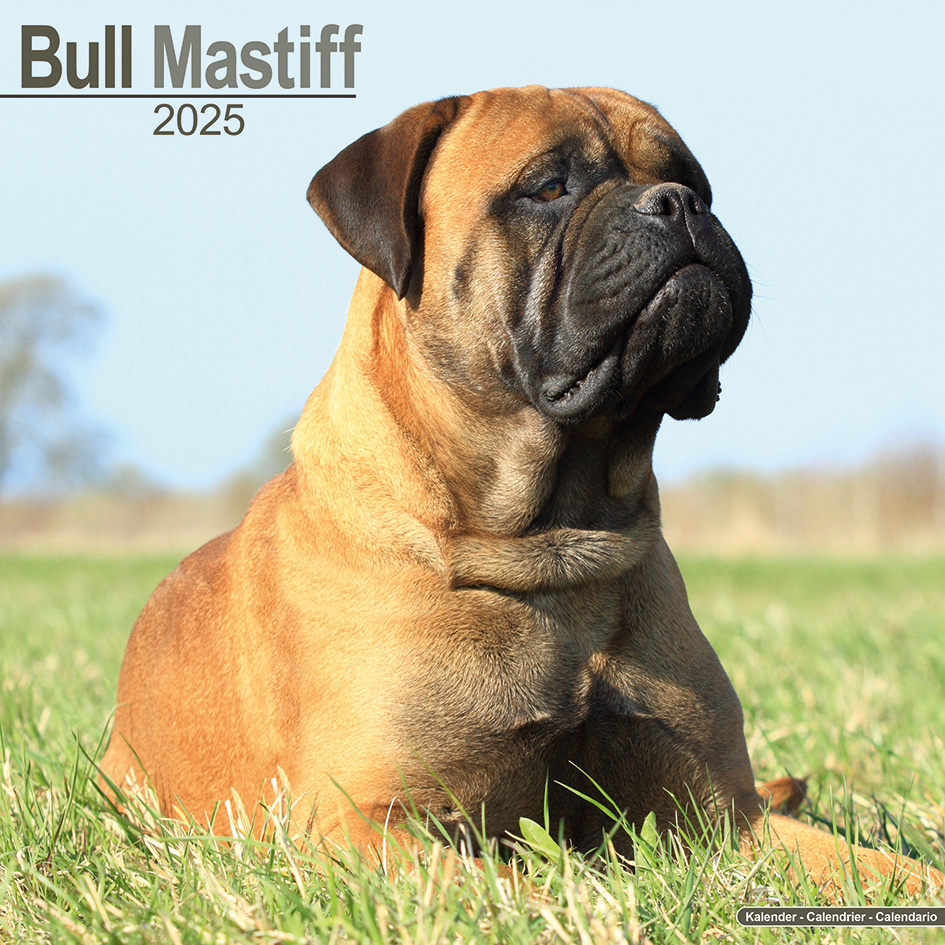 Bullmastiff Kalender 2025 kaufen einfach online bestellen