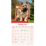 Cairn Terrier Calendar 2025