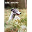 CalendarsRUs Greyhound A3 Calendar 2025