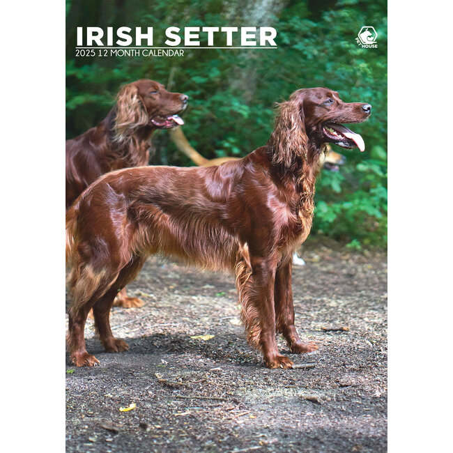 Calendario A3 Setter irlandese 2025