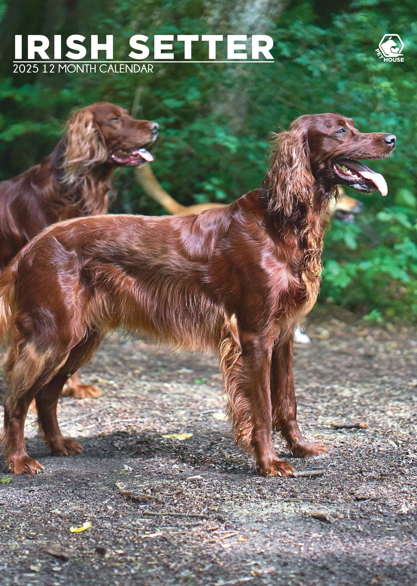 Irish Setter A3 Calendar 2025 Buy? Order online quickly and easily